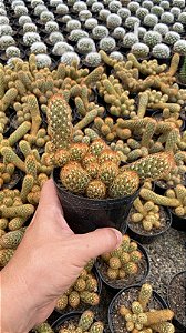 Mammillaria elongata Pt11