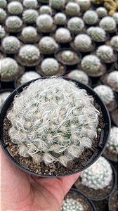 Mammillaria bocasana var. splendens Pt11