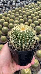 Eriocactus claviceps