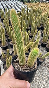 Rabo de Gato - Cleistocactus winteri Pt11
