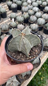 Astrophytum myriostigma