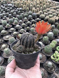 Lobivia arachnacanta - flor laranja Pt11