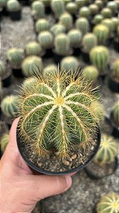 Eriocactus magnificus Pt11