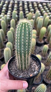 Pilosocereus Sp. Pt11