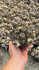 Mammillaria voburnensis Pt11
