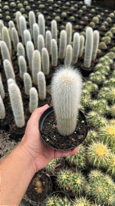 Tocha de prata - Cleistocactus strausii Pt11