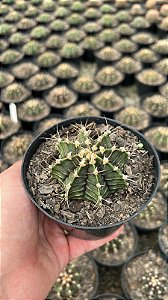 Gymnocalycium mihanovichii Pt11