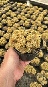 Mammillaria prolifera cristata Pt11