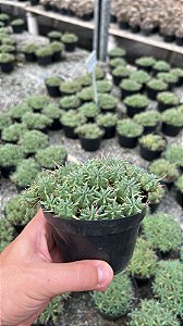 Euphorbia pulvinata Pt11