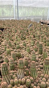 Echinopsis chamaelobivia Pt11
