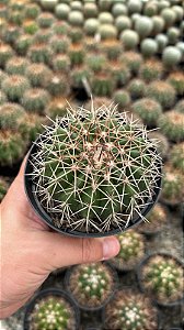 Melocactus Sp. Pt11