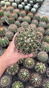 Melocactus ernestii Pt11