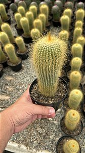 Eriocactus leninghausii