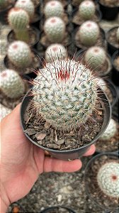 Mammillaria bombycina Pt11