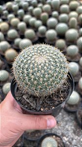 Mammillaria celsiana Pt11