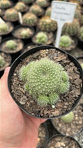Rebutia lilacincoroban Pt11