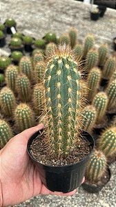 Pilosocereus zehntneri Pt11
