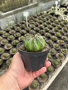Notocactus campestrensis Pt11