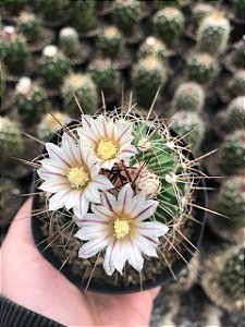 Stenocactus lloydii Pt11