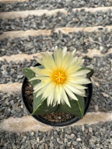 Astrophytum myriostigma nudum Pt11