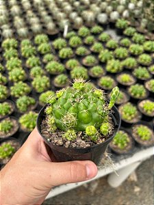 Gymnocalycium multiproliferum Pt11