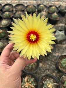 Astrophytum capricorne Pt11