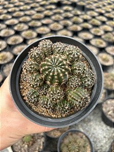 Lobivia arachnacantha - flor vermelha Pt11