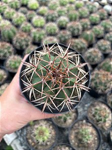 Melocactus bahiensis