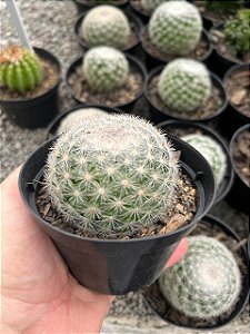 Mammillaria candida Pt11