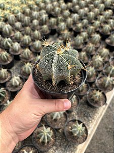 Astrophytum ornatum Pt11
