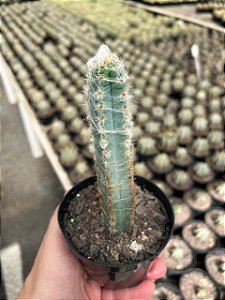 Pilosocereus glaucescens Pt11