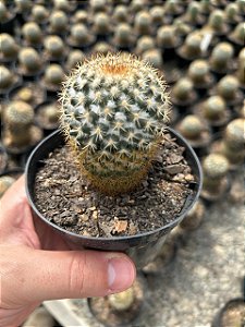 Mammillaria columbiana Pt11