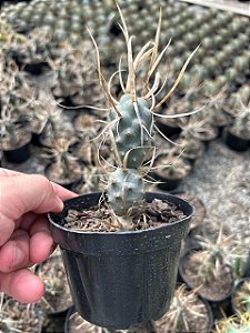 Tephrocactus articulatus var. papyracanthus Pt11