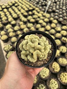 Mammillaria elongata cristata Pt11