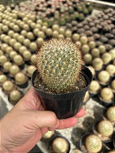 Mammillaria densispina Pt11