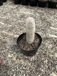 Espostoopsis dybowskii - Austrocephalocereus dybowskii Pt11