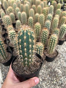 Pilosocereus gouneellei Pt11