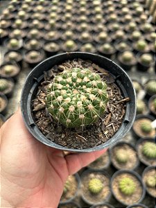 Notocactus uebelmannianus Pt11