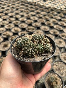 Lobivia arachnacantha - flor amarela Pt11