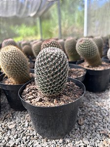 Mammillaria matudae Pt11