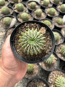 Parodia buiningii Pt11