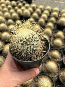 Mammillaria leptacantha Pt11