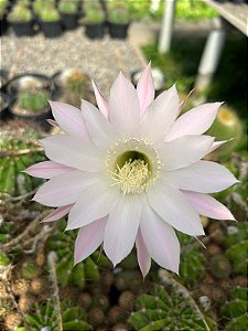 Echinopsis tubiflora Pt11