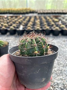 Echinopsis Sp. - flor branca Pt11