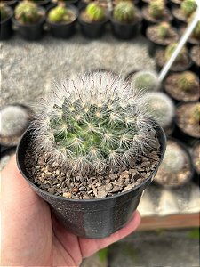 Mammillaria bocasana Pt11