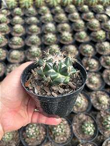 Coryphantha elephantidens Pt11