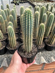 Pilosocereus pernambucoensis Pt11