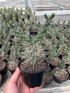 Cylindropuntia tunicata Pt11