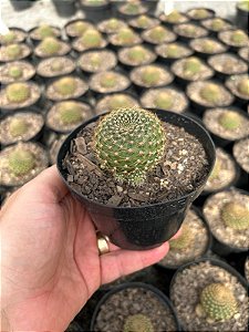 Rebutia marsoneri - flor amarela Pt11