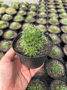 Mammillaria camptotricha Pt11